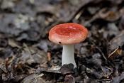 braakrussula (russula emetica) 09-2010 8852
